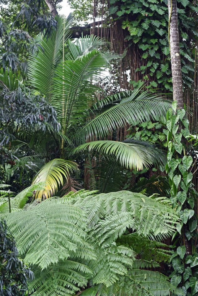 Cairns Botanic Gardens.
