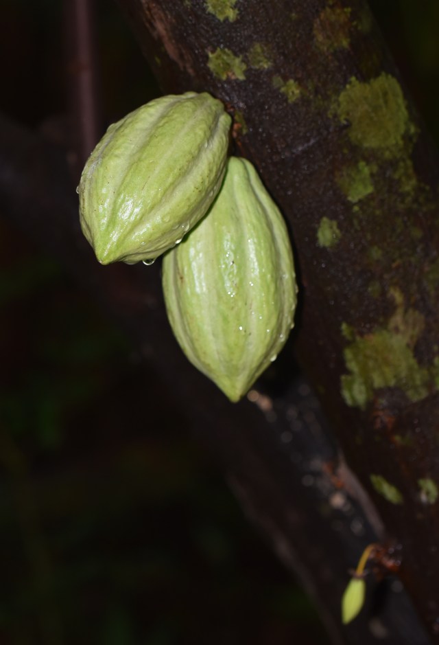 Cocoa pods. The food of the gods.
