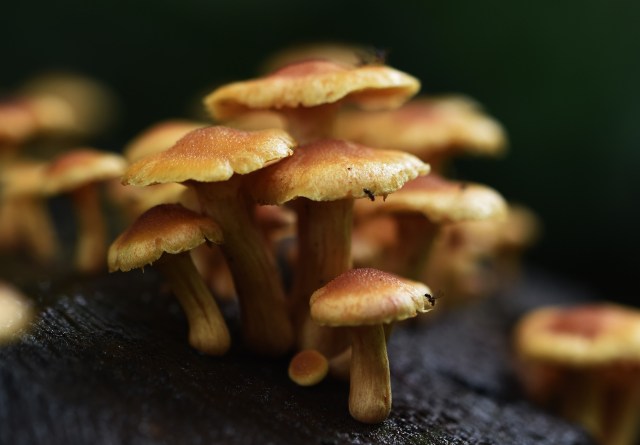 Wood-rotting fungus. Photo: David Clode.