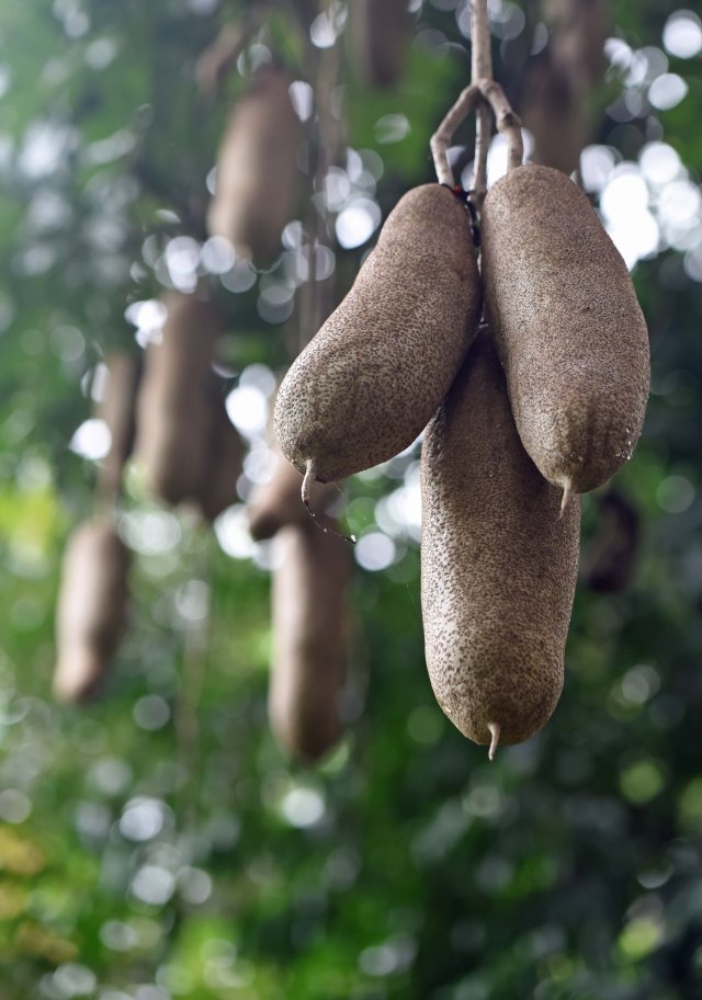 African Sausage Tree.