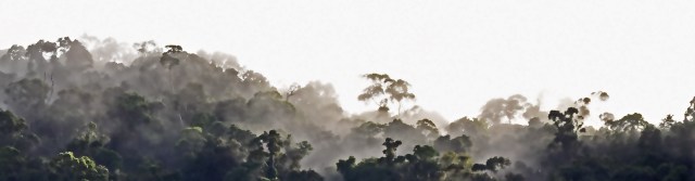 Misty Rain forest panorama. Photo: David Clode. Mt Whitfield, Queensland, Australia.