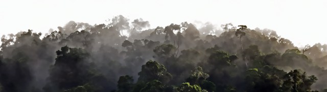Misty rain forest panorama 2. Photo: David Clode. Mt Whitfield, Australia.