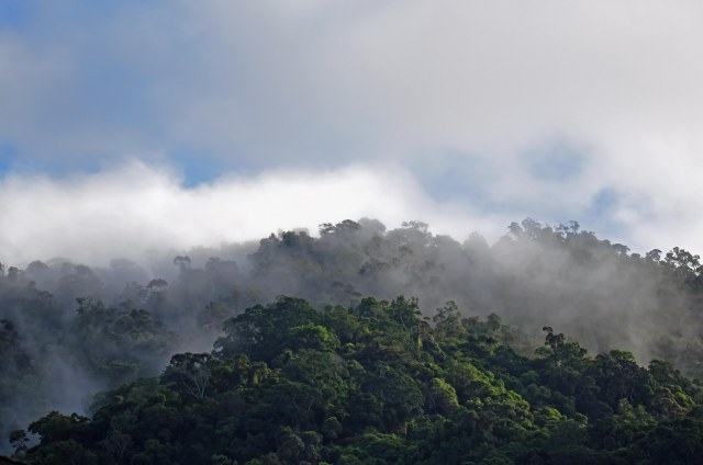 Misty Forest 3. Photo: David Clode. Mt Whitfield, Australia.