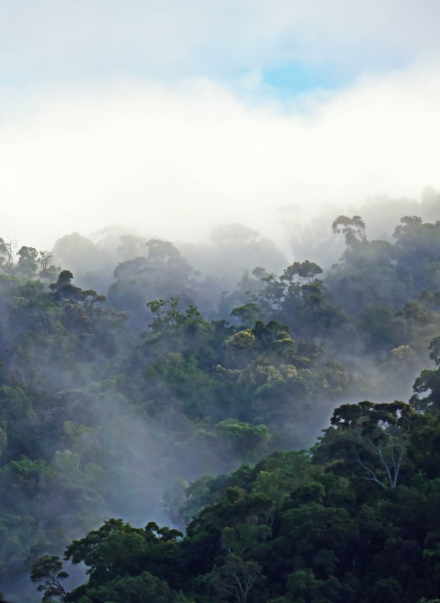 Misty Forest 4. David Clode.