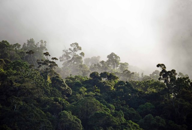 Misty Forest. Photo: David Clode.