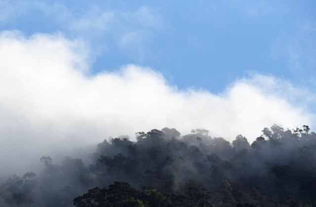 Misty Forest 2. Photo: David Clode.