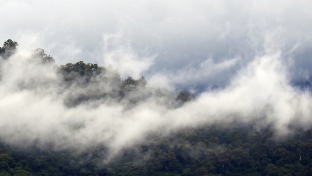 Misty rain forest panorama 5. Mt Mooroobool, cairns, Australia. Photo: David Clode.