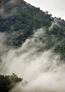 Misty forest, Mt Mooroobool, Cairns, Australia. Photo: David Clode.
