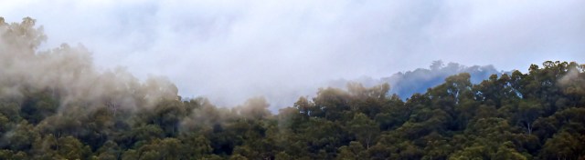 Misty rain forest panorama 6. Photo: David Clode.