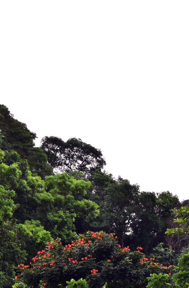 Spathodea campanulata, African Tulip tree. Photo: David Clode.