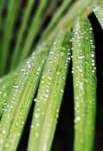 Rain droplets on a palm leaf. Photo: David Clode.