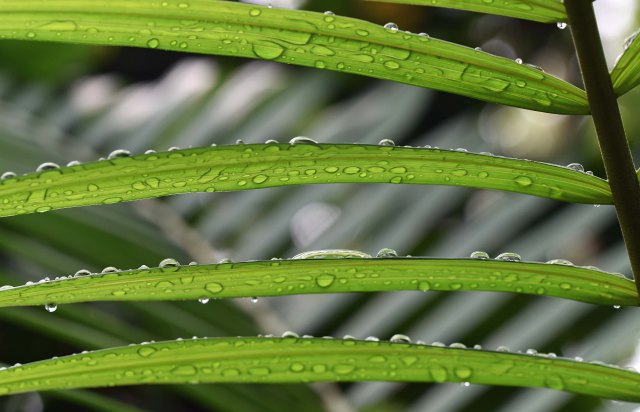 Rain droplets on a palm leaf 2. Photo: David Clode.