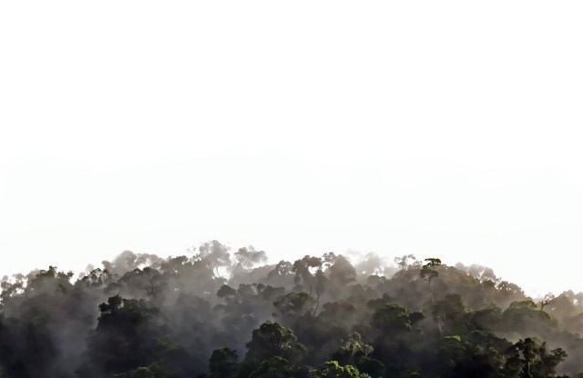 Forest poster background by David Clode.