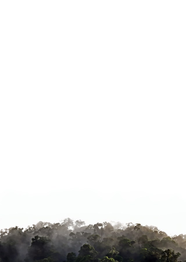 Forests poster background by David Clode.