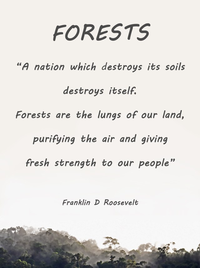 Forests poster. Photo and poster by David Clode.