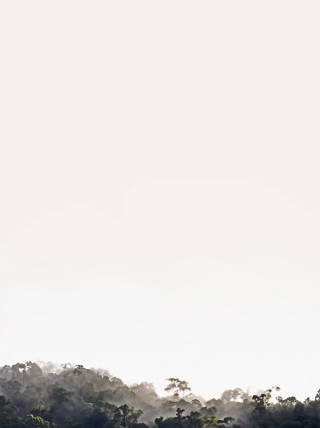 Forest poster background by David Clode.