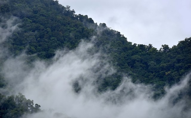 Misty rain forest, Mt Mooroobool, Cairns, Australia. Photo: David Clode.