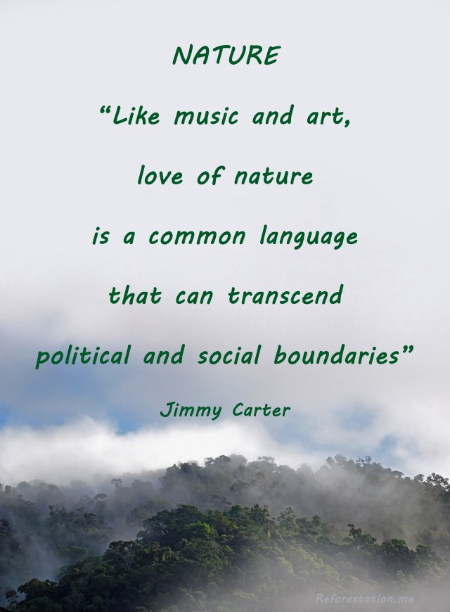 Forests poster. Mt Whitfield National Park, Cairns, Australia. Photo and digital artwork by David Clode.