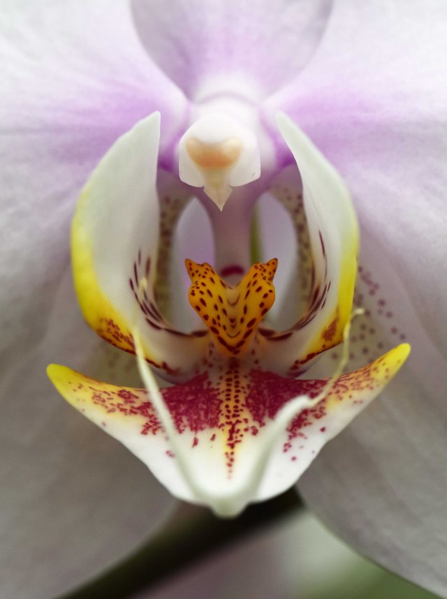 Phalaenopsis.