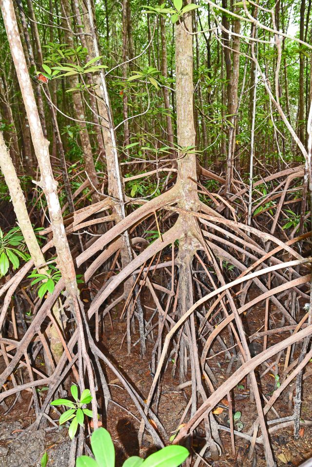 Mangrove forest. Cairns, Australia. Photo: David Clode.
