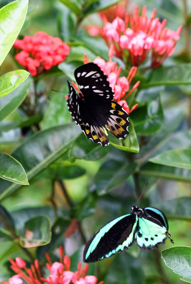 As above, male hanging around the female. Photo: David Clode.