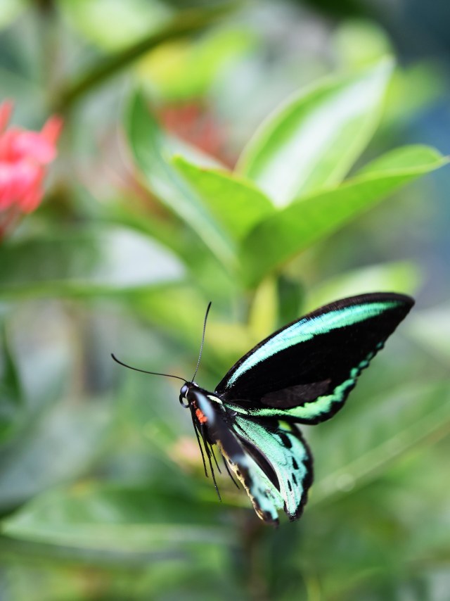 As above, male. Photo: David Clode.