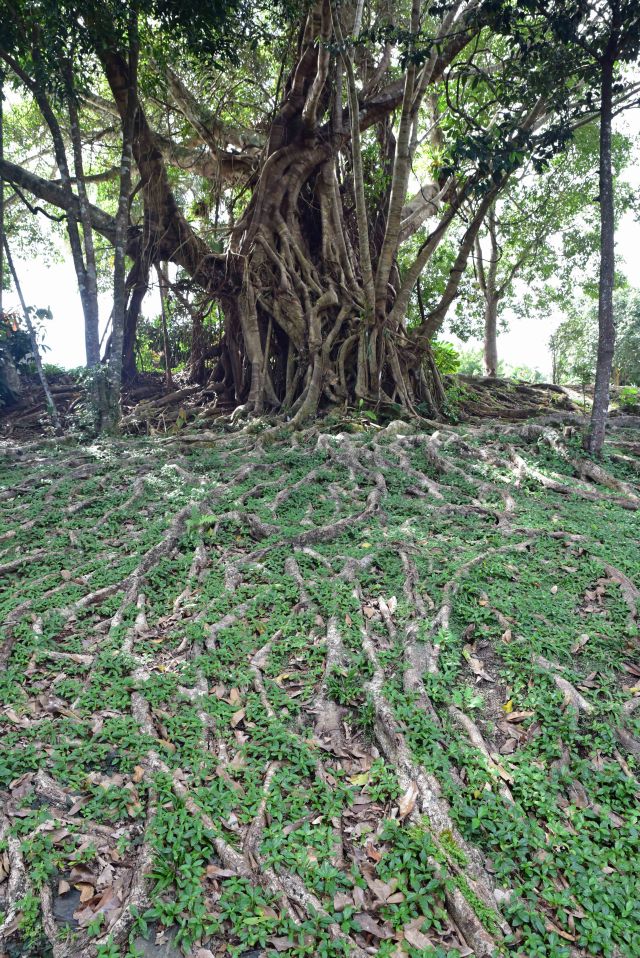 Fig tree with roots in the forground. Kuranda, Queensland Australia. Phoot: David Clode.