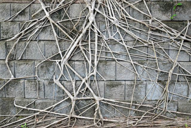 Fig roots growing down a wall, Kuranda. Photo: David Clode.