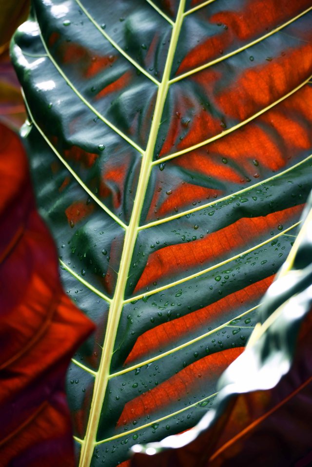 Tropical foliage. Photo: David Clode
