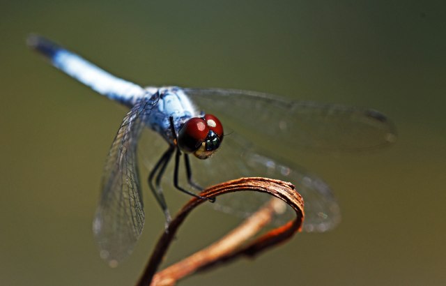 Dragonfly. Photo: David Clode.