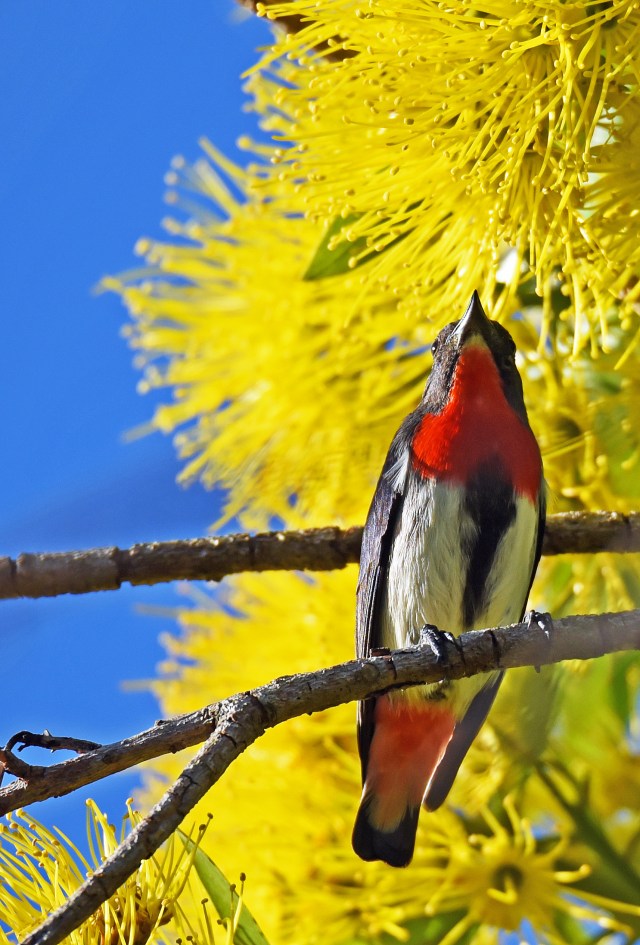 Male Mistletoe bird, Flowers - Xanthostemon chrysantha, Golden Penda.