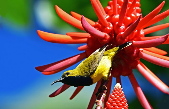 Yellow-bellied Sunbird (Olive-backed Sunbird), Erythrina indica flower. Photo: David Clode.