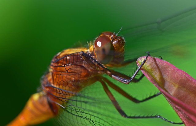 Dragonfly close up. Photo: David Clode.