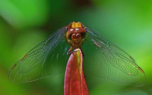 Dragonfly portrait. Photo: David Clode.