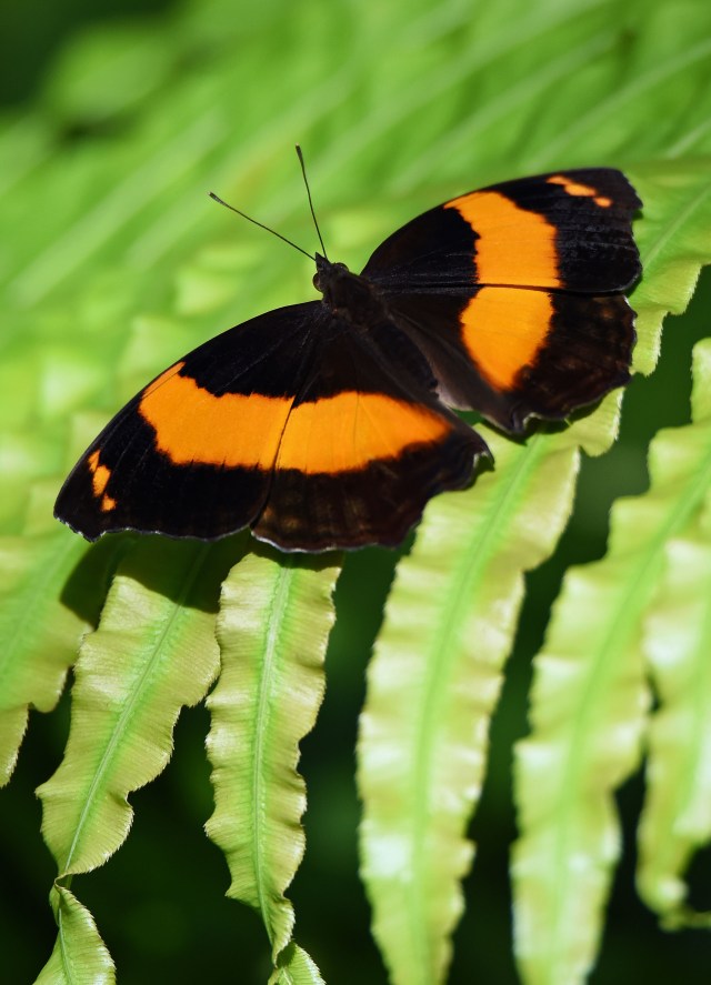 Butterfly World, Kuranda, Australia. Photo: David Clode,