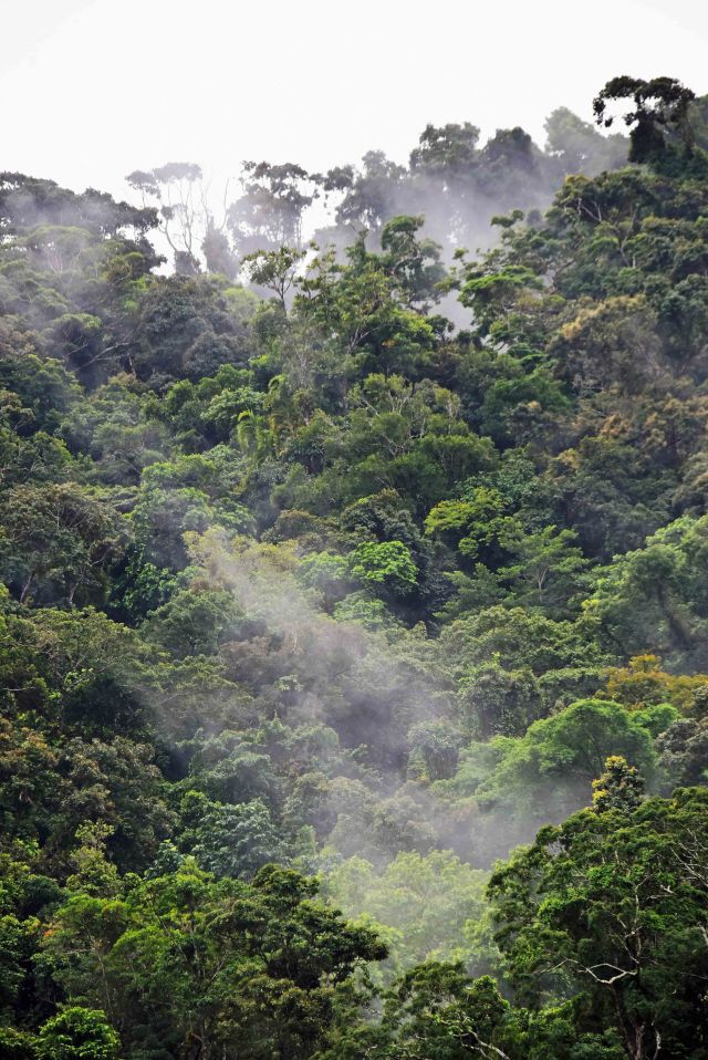 Misty Rain forest. Mt Whitfield, Australia. Photo: David Clode.