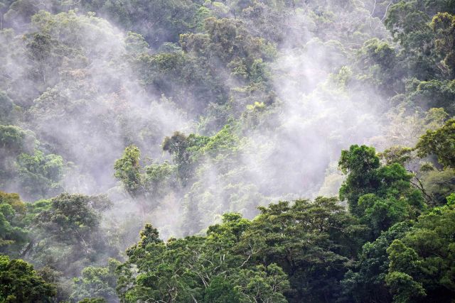 Water vapour produced by evapotranspiration rises above a rain forest, adding to or forming clouds above, which in turn may produce rain. The forest also produces nuclei so that rain more rain may fall, in a cycle resulting in more eveapotranspiration, more forest growth, more nuclei, and so on. Photo: Mt. Whitfield national Park, Cairns, Australia, David Clode.