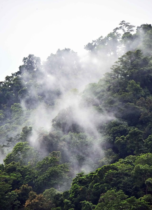 Water vapour resulting from evapotranspiration rises from a rain forest to form low level clouds. Mt Whitfield. Photo: David Clode.