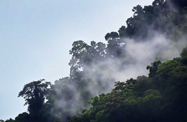 Misty rain forest. Photo: David Clode.