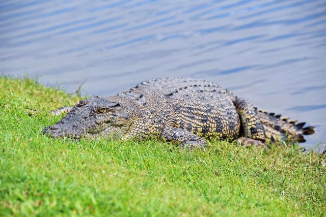Crocodile. Yorkeys. Photo: David Clode.