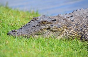 Crocodile portrait. Photo: David Clode.