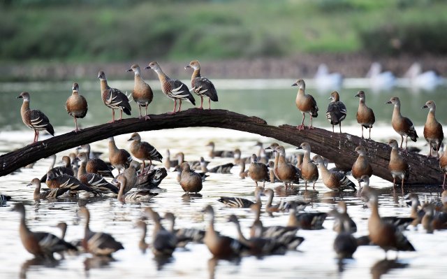 An exposed log is a favourite perching place for Plumed Whistling Ducks At Hasties Swamp. Photo: David Clode.