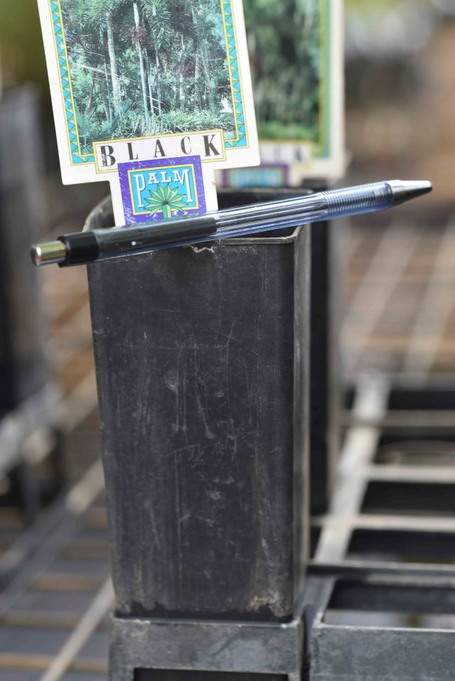 A so-called "super tube", a larger size which has definite advantages in some situations. Yuruga nursery.