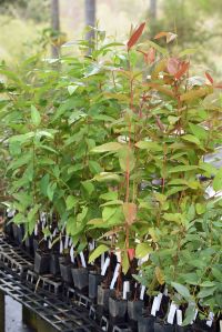 A few species of indigenous eucalyptus trees grown in square tubes. Yuruga nursery, near Walkamin, Atherton tablelands, Australia.