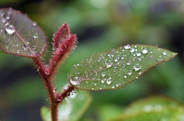 The growing tip of Eucalyptus torelliana cadagi gum covered in rain drops. Photo: David Clode.