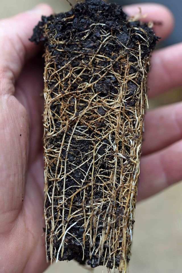 Square tubes, especially those with internal vertical ridges, tend to reduce root spiraling. The roots of species that are not too sensitive to root disturbance can be splayed out at planting. Yuruga nursery. Photo: David Clode.