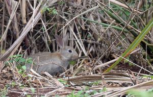 Rabbits and other animals can eat and destroy new plantings unless they are protected.