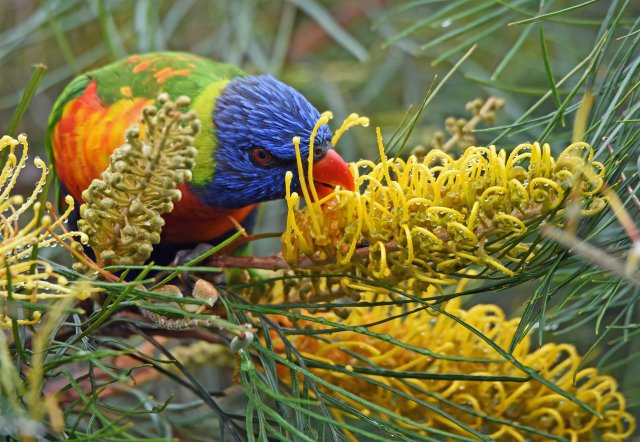 A rainbow Lorikeet visits a grevillea for nectar. Atherton, Australia. Photo: David Clode.