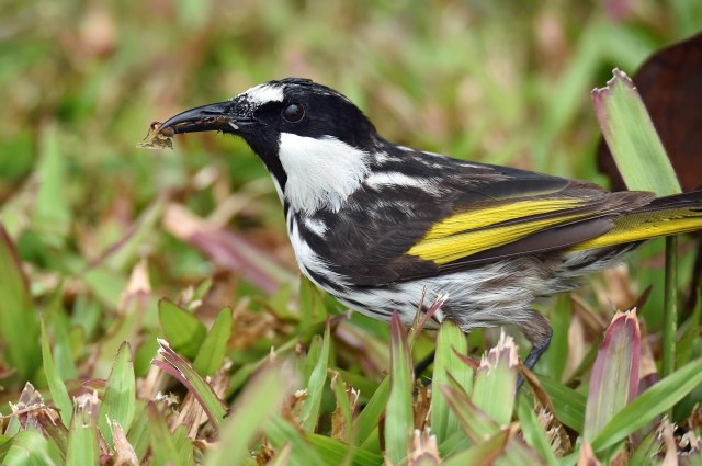 A bill full of insects. White-cheeked Honeyeater. Photo: David Clode.