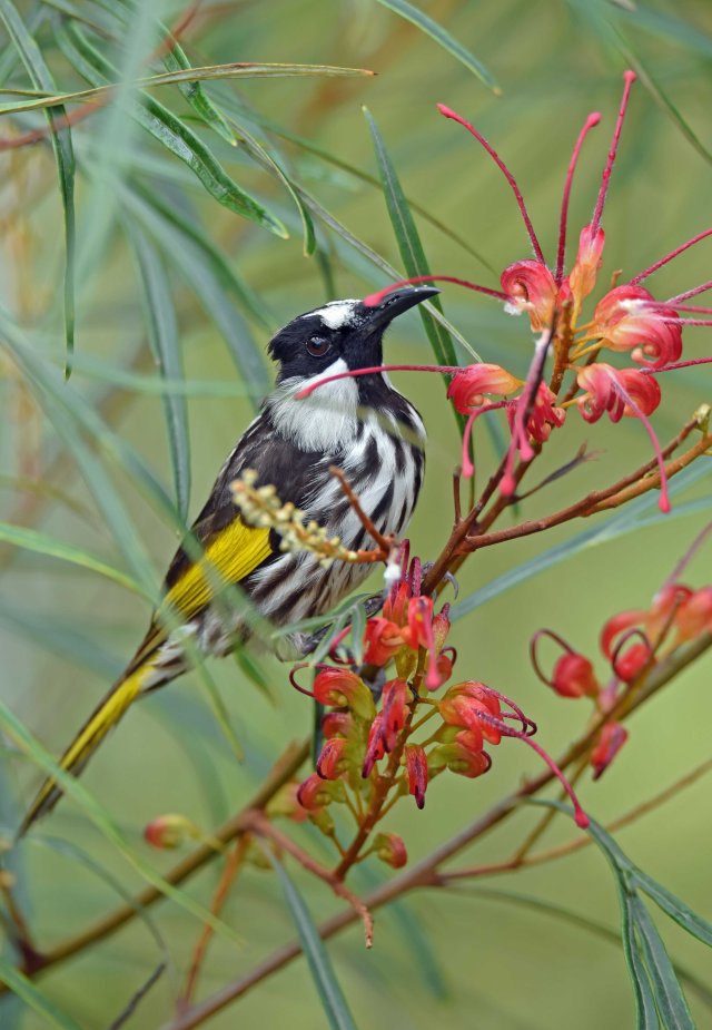 White-cheeked honeyeater on a grevillea hybrid. Atherton, Australia. Photo: David Clode.